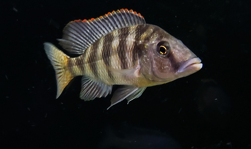 Placidochromis johnstoni